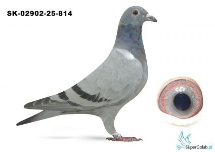 SK-02902-25-814 inbred DAKAR