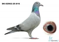 SK-02902-25-816 - wnuk DAKARA