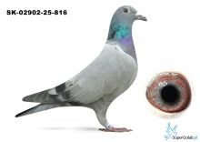 SK-02902-25-816 - wnuk DAKARA