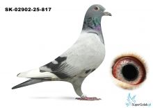 SK-02902-25-817 wnuk DAKARA