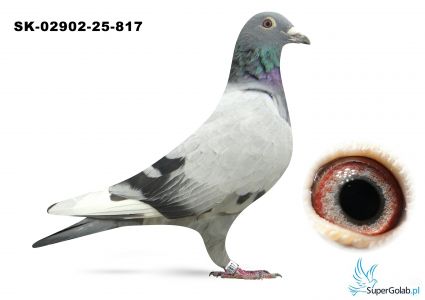 SK-02902-25-817 wnuk DAKARA