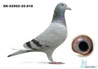 SK-02902-25-818 wnuk dwóch Asów Rejonu, linia KEBABA, DAKARA