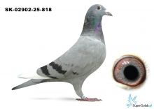 SK-02902-25-818 wnuk dwóch Asów Rejonu, linia KEBABA, DAKARA