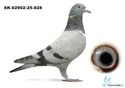 SK-02902-25-828 inbred DAKAR 