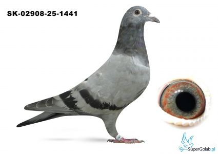 SK-02908-25-1441 inbred MERCEDES 