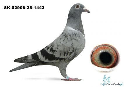 SK -02908-25-1443 inbred MERCEDES