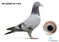 SK-02908-25-1445 DE RAUW SABLON