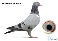 SK-02908-25-1445 DE RAUW SABLON