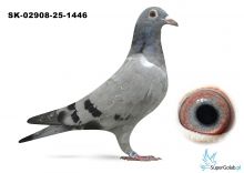 SK-02908-25-1446 DE RAUW SABLON