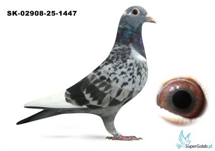 SK-02908-25-1447 inbred GOLDEN BOXSTERKA