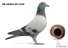 SK-02908-25-1456  w rodowodzie GOLDEN PRINCe, BOXTER ,EURO DIAMOND