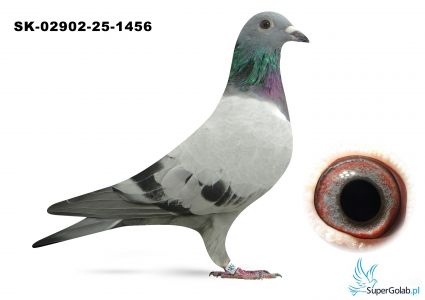 SK-02908-25-1456  w rodowodzie GOLDEN PRINCe, BOXTER ,EURO DIAMOND