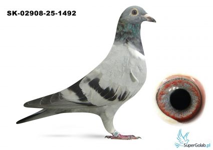 SK-02908-25-1492  inbred DAKAR