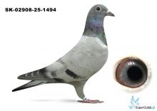 SK-02908-25-1494 inbred DAKARA ( wnuczka DAKARA) 