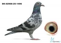 SK-02908-25-1496 inbred EURO DIAMOND