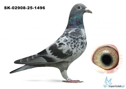 SK-02908-25-1496 inbred EURO DIAMOND