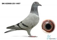 SK-02908-25-1497  inbred GOLDEN BOXTERKA