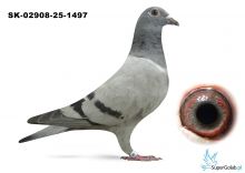 SK-02908-25-1497  inbred GOLDEN BOXTERKA