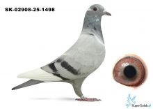 SK-02908-25-1498  inbred GOLDEN BOXTERKA