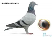 SK-02908-25-1499 wnuk DAKARA, wnuk ROME Jelle Jellema.  DAKAR x ROME  - jedyne takie połączenie na świecie  dwóch złotych medalistów kat E