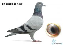 SK-02908-25-1499 wnuk DAKARA, wnuk ROME Jelle Jellema.  DAKAR x ROME  - jedyne takie połączenie na świecie  dwóch złotych medalistów kat E