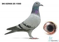 SK-02908-25-1500  wnuk DAKARA, wnuk ROME Jelle Jellema. DAKAR x ROME - jedyne takie połączenie na świecie dwóch złotych medalistów kat E