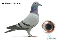 SK-02908-25-1500  wnuk DAKARA, wnuk ROME Jelle Jellema. DAKAR x ROME - jedyne takie połączenie na świecie dwóch złotych medalistów kat E