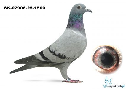 SK-02908-25-1500  wnuk DAKARA, wnuk ROME Jelle Jellema. DAKAR x ROME - jedyne takie połączenie na świecie dwóch złotych medalistów kat E