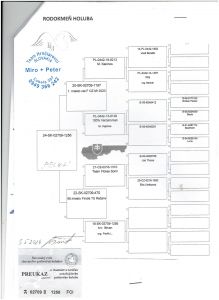 SK-03102-25-127 PETO OLR Talent Quatro Šternberk 2025 LOT nr 1 - 124 km 6 miejsce na 1762 gołębie