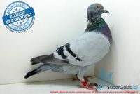 SK-172901-595