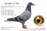 SK-176202-999