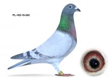 sprzedam parę gołębi rozpłodowych