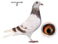 Super Inbred 808 K. Paszek