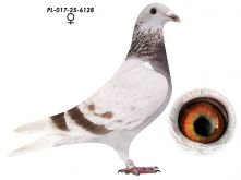 Super Inbred 808 K. Paszek