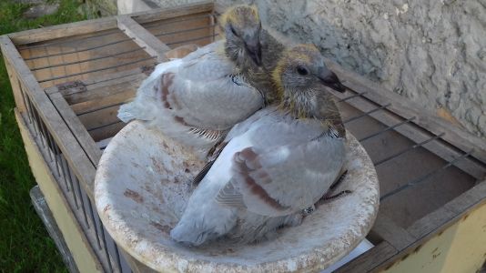 Super młode gołębie na loty - rasa oryginał - Guinter Prange