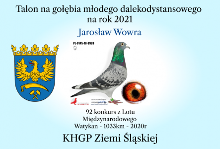 Talon na gołebia młodego z hodowli: Jarosław Wowra