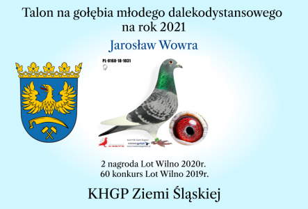 Talon na gołebia młodego z hodowli Jarosław Wowra