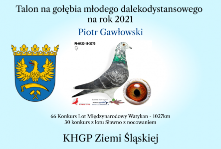 Talon na gołebia młodego z hodowli Piotr Gawłowski