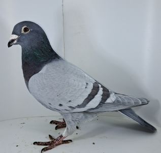 Tomasz Szymon/DRAGON 3 lot PL