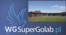 TOP AUKCJA - WG SUPER- GOŁĄB