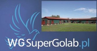 TOP AUKCJA - WG SUPER- GOŁĄB