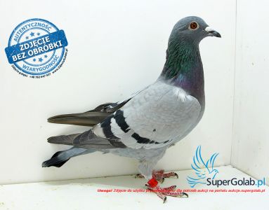 Uczestnik WG Bieszczady 2017