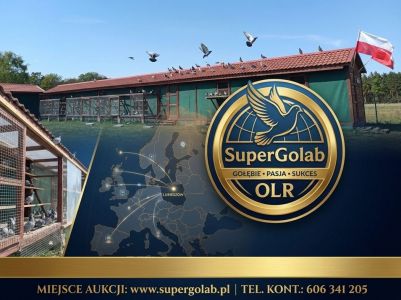 WG SUPER GOŁĄB