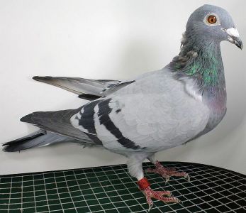 Wnuczka 6 i 8 Asa Niemiec Oryg Janusz Szalkowski