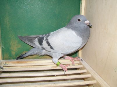 wnucznka olimpijki , Janssen/Meulemans