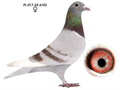 Wnuk 808 i 820 x Wnuczka 808 K. Paszek