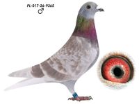 Wnuk 808 x Inbred 808 K Paszek