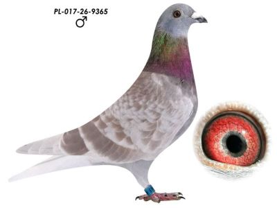 Wnuk 808 x Inbred 808 K Paszek