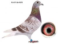Wnuk 808 x Inbred 808 K Paszek