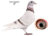 Wnuk 808 x Wnuczka 808 K. Paszek